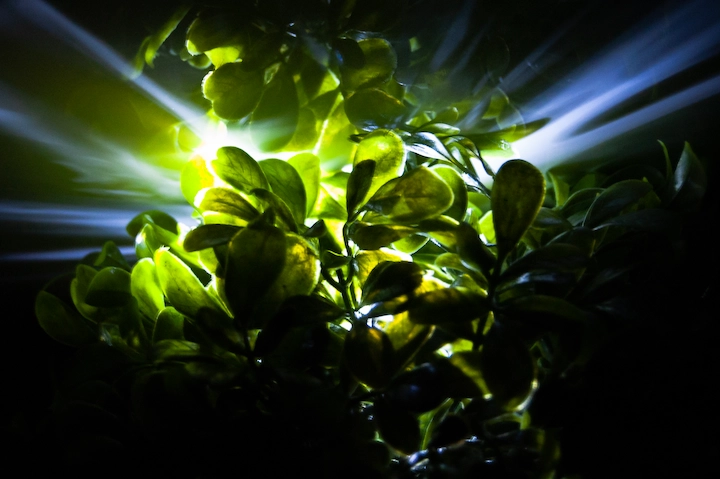 An abstract image of a plant with light shining from behind it and through its leaves.