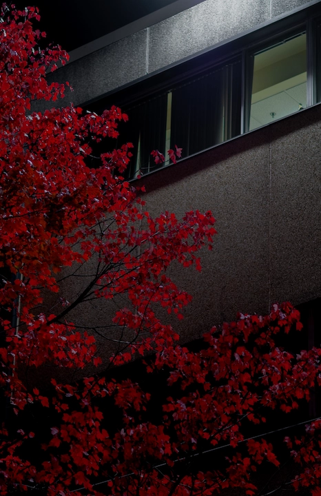 A concrete building at night and a tree with red leaves on the left side of the frame.