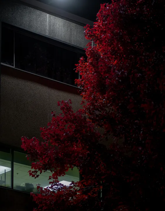 A concrete building at night with lights turned on inside the first floor and a tree with red leaves.